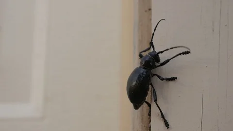 A large bug crawling up the side of a house Stock Footage 114669540