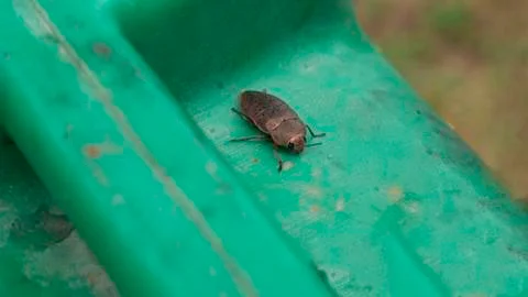 Large bug on a green surface. Foto stock
