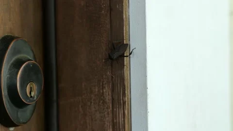 Large Bug on Wood 4K 60fps 10-bit Stock Footage 197093041