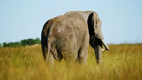 African Elephant (Large)