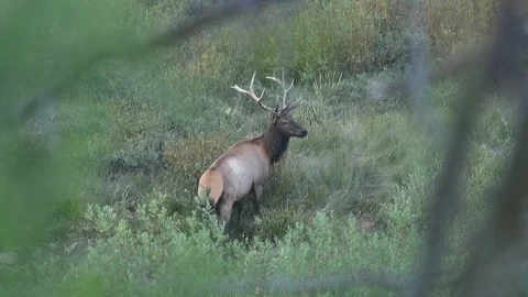 A large Bull Elk attacks a group of bushes during the rut. Stock Footage 96704219