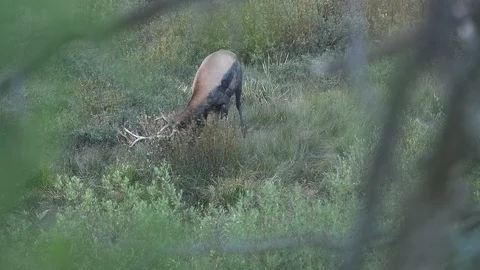 A large Bull Elk attacks a group of bushes during the rut. Stock Footage 96704266