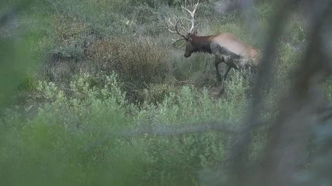 A large Bull Elk attacks a group of bushes during the rut. Stock Footage 96704278