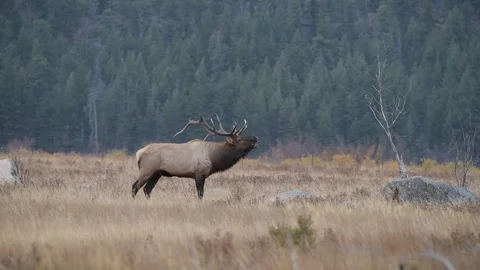 Large Bull Elk Bugling During Rut Stock Footage 120088616
