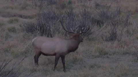 Large bull elk at dark bugling and grazing with audio Stock Footage