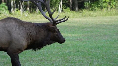A large bull elk walking through a grass field Vídeo Stock 334664256