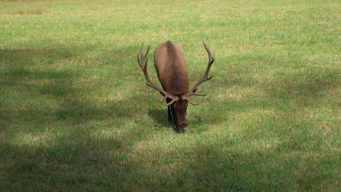 A large bull elk walking through a grass field Vídeo Stock 334664265
