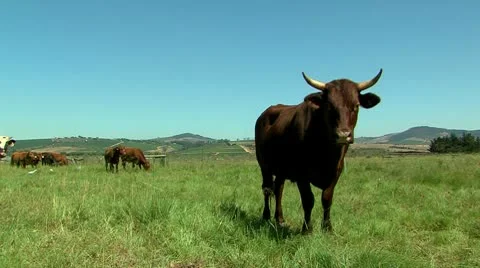 Large bull with horns in a field Stock Footage