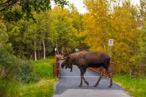 The large bull moose (Alces alces) know by locals as Hook is seen during the r Stock Photos