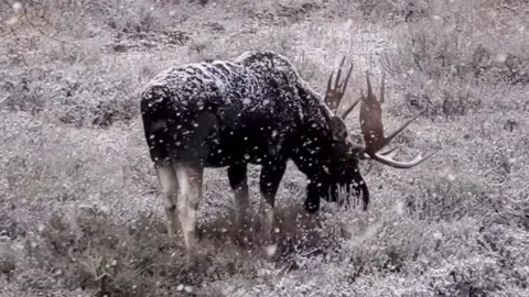 Large bull moose close up with huge antlers grazing as snow falls Video stock 170034435