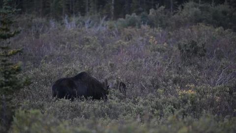 Large Bull Moose Grazing Stock Footage 120140359