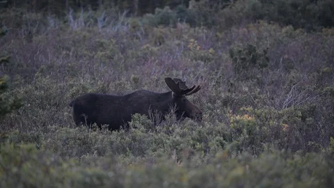 Large Bull Moose Grazing Stock Footage 120141916