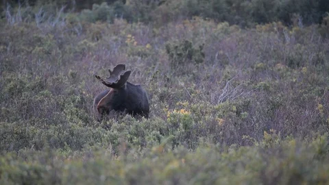 Large Bull Moose Grazing Stock Footage 120144934