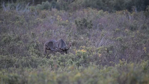 Large Bull Moose Grazing in Spring Stock Footage 120142519