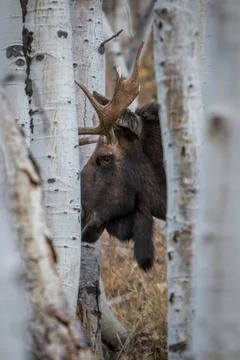 Large Bull Moose Looking Between Aspen Trees Stock-Fotos