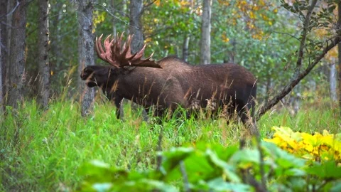 Large Bull Moose in Rut Stock Footage