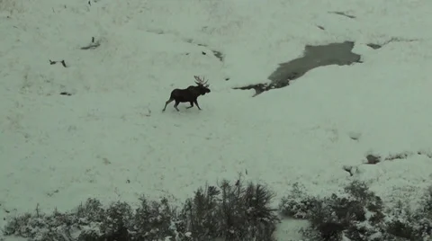 Large bull moose in Snow Moose on Mtn Stock Footage 34355446