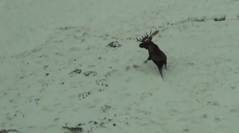 Large bull moose in Snow Moose Stock Footage 34357397
