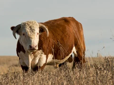 Large Bull Stock Photos