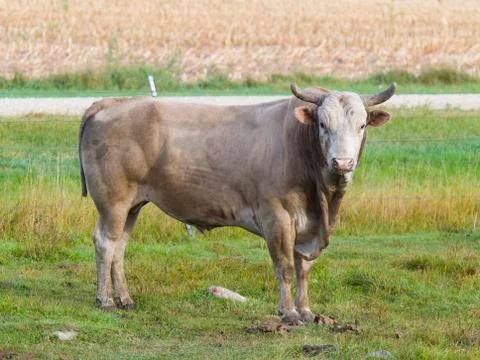 Large Bull Stock Photos