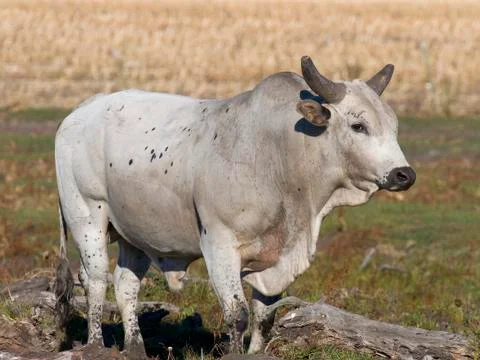 Large Bull Stock Photos
