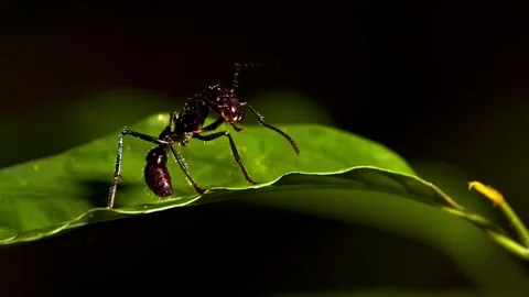 Large bullet ant cleaning antenna on green leaf Stock Footage 340780739