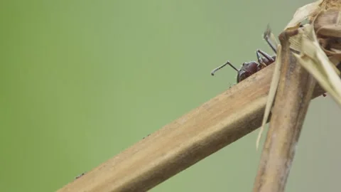 Large Bullet Ant crawls along twig, passes smaller ants. Close up, 120 fps Stock Footage 196282411