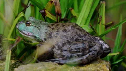 Large Bullfrog Resting Motionlessly on a Rock Near Pond Grass in Farmland Stock-Footage 342024833