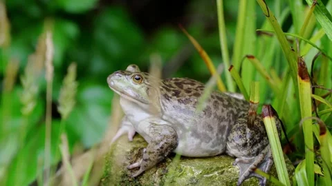 Large Bullfrog Sitting Motionless on a Mossy Rock by a Pond in Summer Stock Footage 342018746