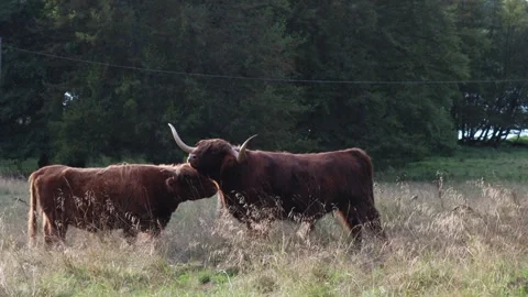 Large bulls licking. Stock Footage 256106575