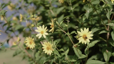 Large Bumble Bee on Flowers Stock-Footage 300380092