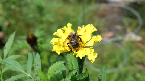 Large bumble bee moving around and pollinating yellow flower Stock Footage 344709779