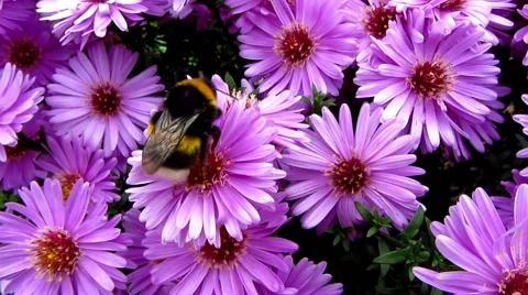 Large bumble bee moving from one violet flower to another Stock Footage 42349836