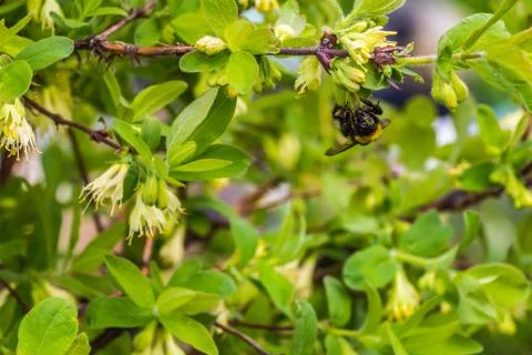 A large bumble bee with pollen pollinates white flowers Fotos Stock