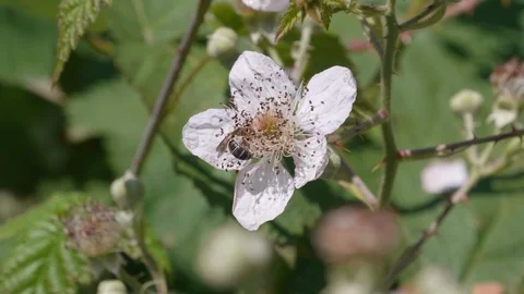 Large Bumble Bee on Wild Flower, Macro Closeup of Blossom Insect Wild Nature Stock Footage 108070435