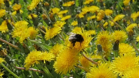 A large bumblebee, a bee pollinates dandelions. A bumblebee flies above the Stock Footage 76600729