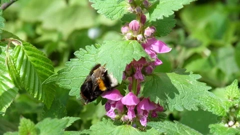 Large bumblebee cleans its paws after collecting pollen on the flowers Stock Footage 89136554