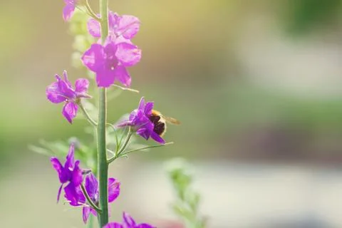 A large bumblebee climbed into a small purple wild flower in the meadow. Stock Photos