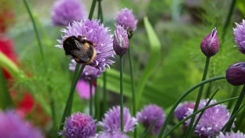 Large Bumblebee Collecting Pollen From Chive Flowers Stock Footage 154696859
