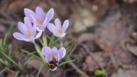 A large bumblebee on a crocus flower of delicate lilac color against the ba.. Fotos de archivo