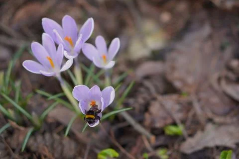 A large bumblebee on a crocus flower of delicate lilac color against the Foto stock