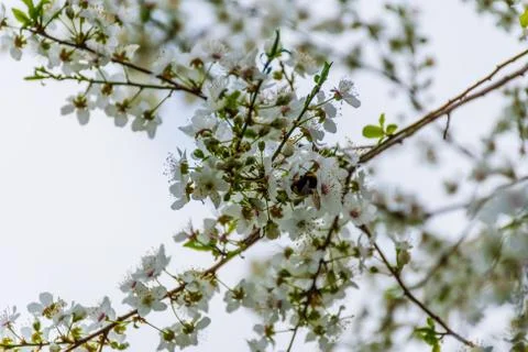 A large bumblebee feeding on nectar pollinating blooming flowers of Prunus sp Stock Photos