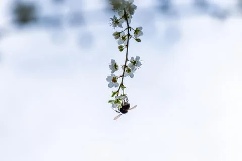 A large bumblebee feeding on nectar pollinating blooming flowers of Prunus sp Stock Photos