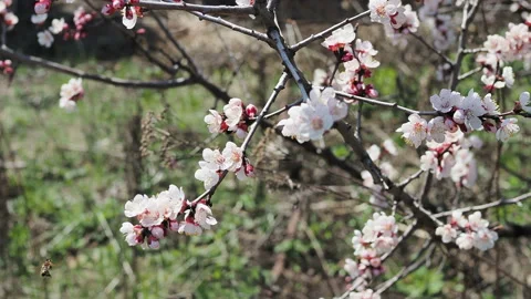 Large bumblebee flies near a cherry blossom Stock Footage 129502107