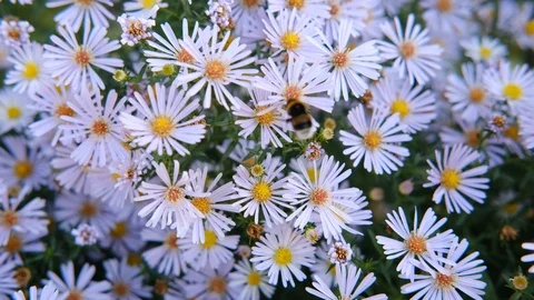 A large bumblebee flies over the flowers of Aster Virginia Stock Footage 117283050