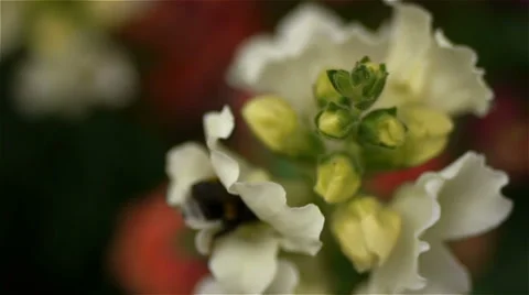 Large bumblebee Stock Footage 49887220