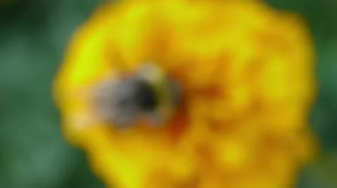Large bumblebee Stock Footage 58060514