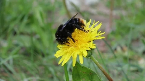 Large bumblebee gathering nectar on bright yellow dandelion flower Stock Footage 314583417