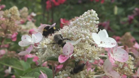 A large bumblebee insect collects pollen from a pink flower, Stock Footage 201323431