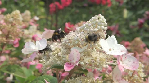 A large bumblebee insect collects pollen from a pink flower, Stock Footage 201323433